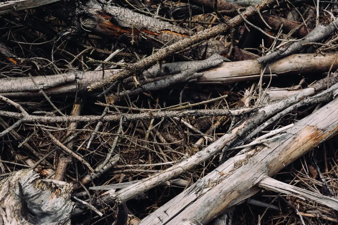 Stacked slash pile of dead limbs and cut timber on a Colorado property